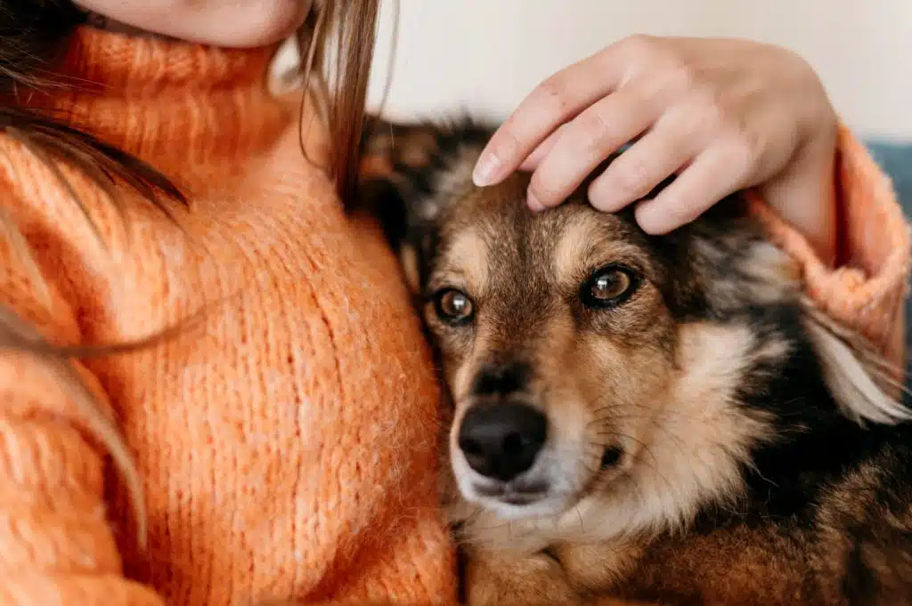 Comparer les mutuelles pour chiens quelle est la meilleure option