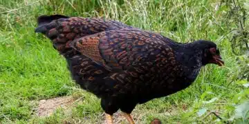 La science derrière une poule qui couve : Un regard approfondi sur ce comportement instinctif