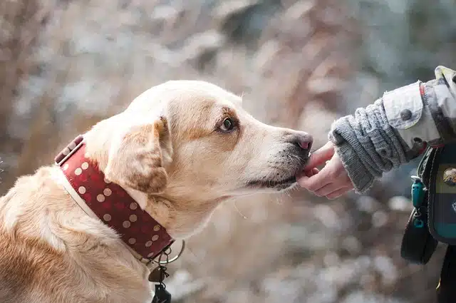 Chien en bonne santé