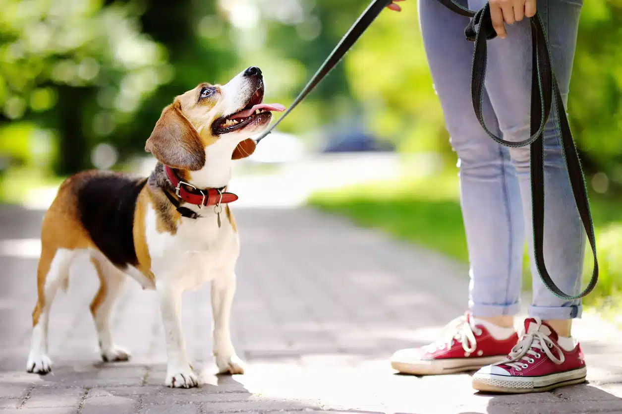 acheter bon collier pour chien